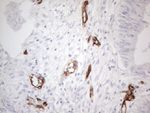 CD34 Antibody in Immunohistochemistry (Paraffin) (IHC (P))