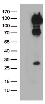 CD34 Antibody in Western Blot (WB)