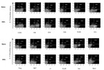 CD3/CD4/CD8 Antibody in Flow Cytometry (Flow)