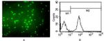 CD3 Antibody in Immunocytochemistry (ICC/IF)