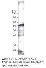 CD4 Antibody in Western Blot (WB)