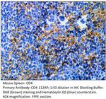 CD4 Antibody in Immunohistochemistry (IHC)