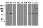 CD4 Antibody in Western Blot (WB)