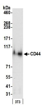 CD44 Antibody in Western Blot (WB)