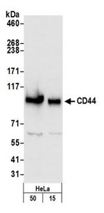 CD44 Antibody in Western Blot (WB)