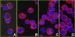 CD45 Antibody in Immunocytochemistry (ICC/IF)