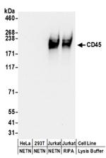 CD45 Antibody in Western Blot (WB)