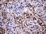 CD45RO Antibody in Immunohistochemistry (Paraffin) (IHC (P))