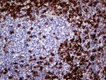 CD45RO Antibody in Immunohistochemistry (Paraffin) (IHC (P))