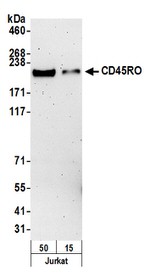 CD45RO Antibody in Western Blot (WB)