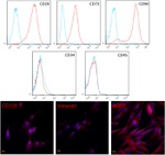 CD45 Antibody in Flow Cytometry (Flow)