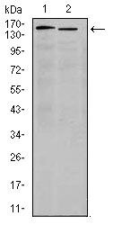 ITGA4 Antibody in Western Blot (WB)