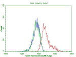 CD63 Antibody in Flow Cytometry (Flow)