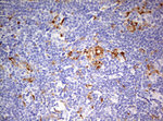 CD68 Antibody in Immunohistochemistry (Paraffin) (IHC (P))