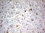 CD68 Antibody in Immunohistochemistry (Paraffin) (IHC (P))