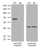 CD68 Antibody