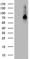 CD68 Antibody in Western Blot (WB)