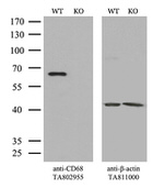 CD68 Antibody in Western Blot (WB)