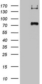 CD68 Antibody in Western Blot (WB)