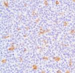 CD68 Antibody in Immunohistochemistry (Paraffin) (IHC (P))