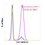 Transferrin Receptor Antibody