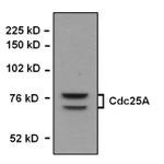 Cdc25A Antibody in Western Blot (WB)