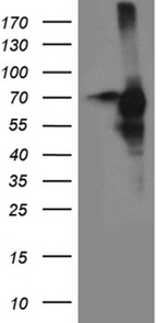 CDC25B Antibody in Western Blot (WB)