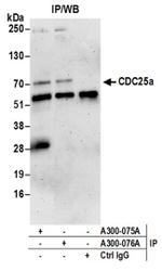 CDC25a Antibody in Western Blot (WB)