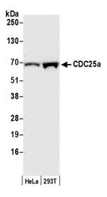 CDC25a Antibody in Western Blot (WB)