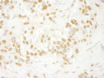 CDC5L Antibody in Immunohistochemistry (IHC)