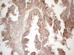 CDC6 Antibody in Immunohistochemistry (Paraffin) (IHC (P))