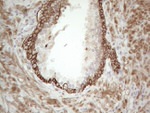 CDC6 Antibody in Immunohistochemistry (Paraffin) (IHC (P))