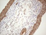 CDC6 Antibody in Immunohistochemistry (Paraffin) (IHC (P))