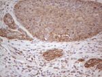 CDC6 Antibody in Immunohistochemistry (Paraffin) (IHC (P))