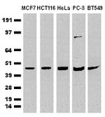 CDCP1 Antibody in Western Blot (WB)