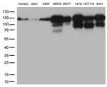 CDH1 Antibody in Western Blot (WB)