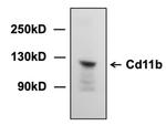 CDK11B Antibody in Western Blot (WB)