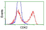 CDK2 Antibody in Flow Cytometry (Flow)