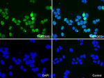 CDK2 Antibody in Immunocytochemistry (ICC/IF)