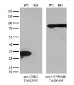 CDK2 Antibody