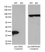 CDK2 Antibody in Western Blot (WB)