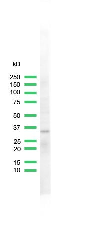 CDK2 Antibody in Western Blot (WB)