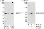 CDK5RAP3 Antibody in Western Blot (WB)