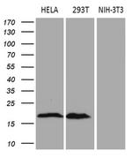 CDKN2A Antibody in Western Blot (WB)