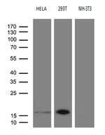 CDKN2A Antibody in Western Blot (WB)