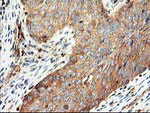 CDKN3 Antibody in Immunohistochemistry (Paraffin) (IHC (P))