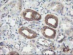 CDKN3 Antibody in Immunohistochemistry (Paraffin) (IHC (P))