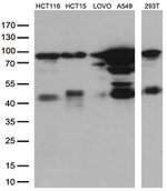 CDX2 Antibody in Western Blot (WB)