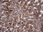 CEA (CEACAM5) Antibody in Immunohistochemistry (Paraffin) (IHC (P))