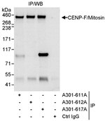 CENP-F/Mitosin Antibody in Immunoprecipitation (IP)